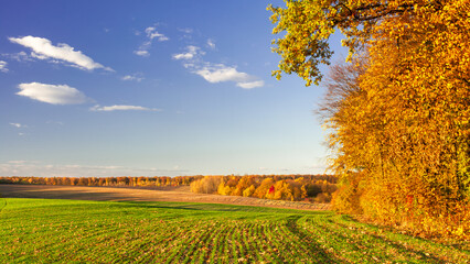 Green field with rows of young crops on the edge of an autumn forest. Picturesque autumn landscape