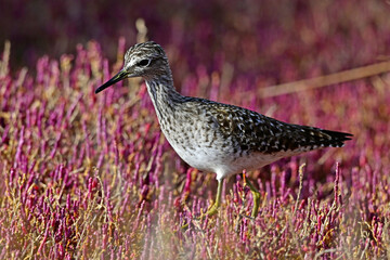 Bruchwasserläufer in einer Salzwiese // Wood sandpiper in a salt marsh (Tringa glareola)