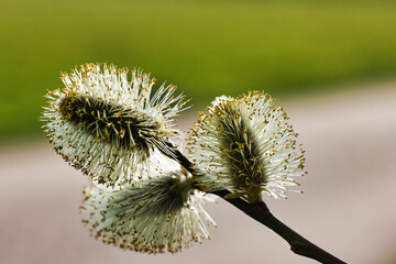 Blooming pussy willows in spring. Germany, North Rhine-Westphalia.