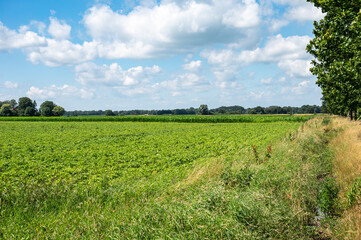Green agriculture field and trees at the German countryside around Füchtenfeld, Lower Saxony, Germany
