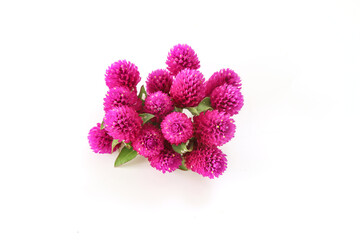 白背景のセンニチコウの花束