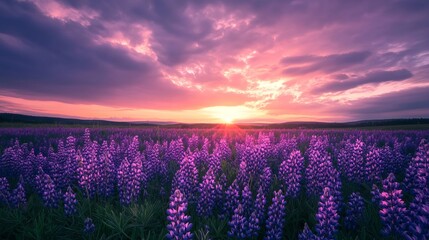 A field of vivid purple lupines stretches out under a cloudy summer sky. The warm glow of sunrise or sunset illuminates the scene, casting a picturesque aura over the tranquil landscape.