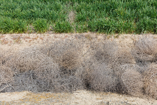 Pile of sagebrush in culvert, wheat field in background