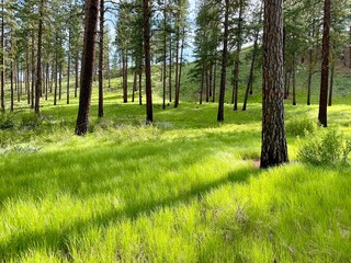 Healthy ponderosa forest and meadow in spring