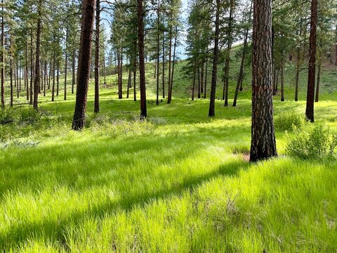 Healthy ponderosa forest and meadow in spring