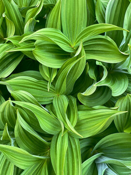 Close up of false hellebore in spring
