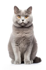 A cat sitting on white background looking at the camera.