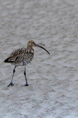 Eurasian Curlew (Numenius arquata) in Bull Island, Clontarf, Dublin, Ireland