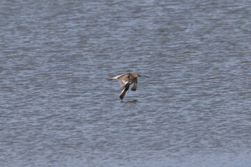 Eurasian Curlew (Numenius arquata) in Bull Island, Clontarf, Dublin, Ireland