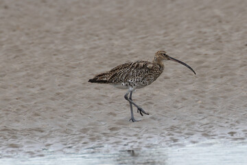 Eurasian Curlew (Numenius arquata) in Bull Island, Clontarf, Dublin, Ireland