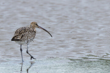 Eurasian Curlew (Numenius arquata) in Bull Island, Clontarf, Dublin, Ireland