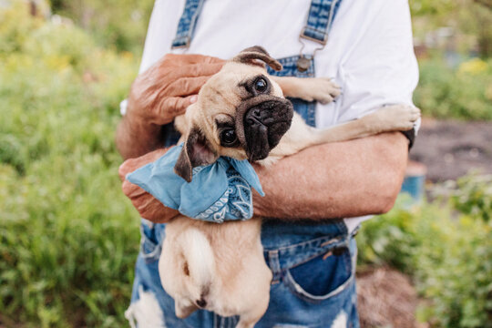 Man Holding Pug Puppy
