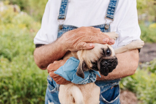 Man Holding Pug Puppy