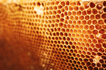 Honeycomb closeup