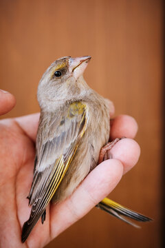 Wild bird in hand - Greenfinch