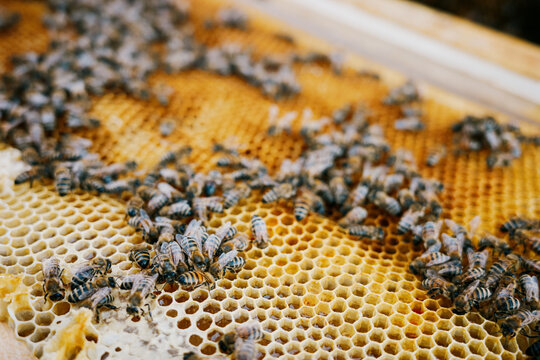 Bees on Honeycomb in Beehive