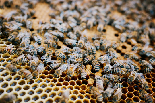 Bees on Honeycomb in Beehive