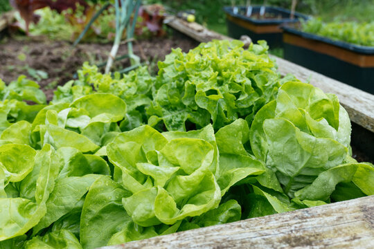 Growing lettuces