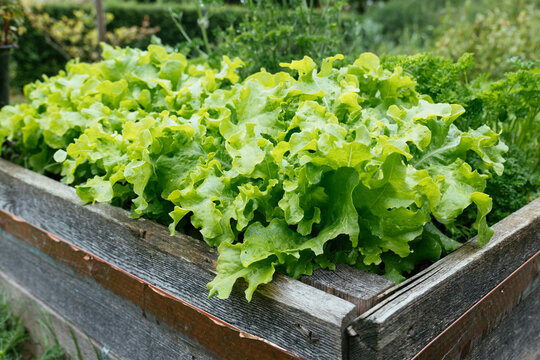 Growing lettuces