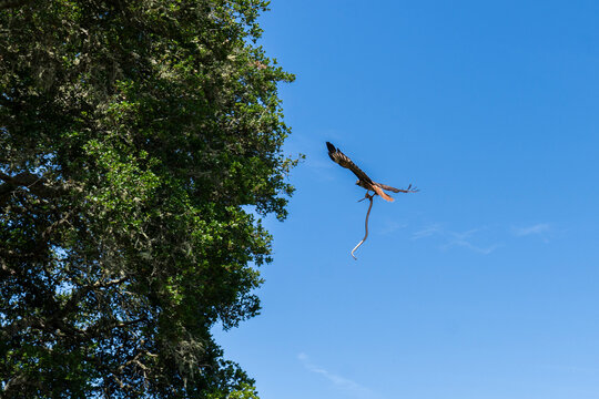Red Tailed Hawk Holding Snake