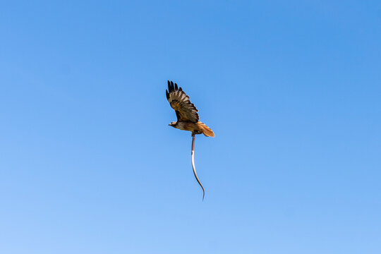 Red Tailed Hawk In flight with snake
