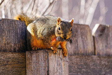 A Squirrel with its mouth full of nesting material, briefly pauses on a fence post and looks at the...