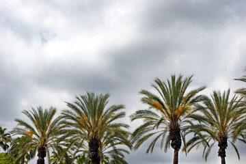 A row of palm trees standing in contrast against a storm-cloud filled sky.