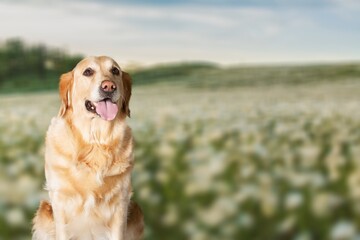 fluffy cute dog pet walk on the green grass