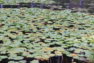 Zorika Lake the water lilies lake "limni me ta noufara" in east Zagori, Ioannina, Greece