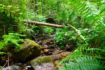 Obraz premium Stream of water flowing through a forest with ferns on the banks