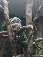 koala on tree © Addisyn