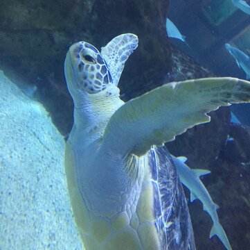 green sea turtle swimming