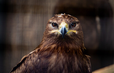 Steppe eagle, symbol of freedom, bird of prey	