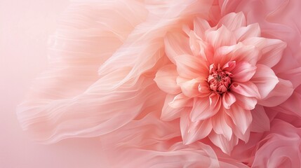 Soft pink flower with sheer fabric in the background