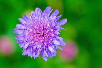 Wald-Witwenblume (Knautia dipsacifolia) - Wald-Knautie
