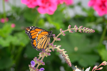 Monarch tropical butterfly with orange wings.