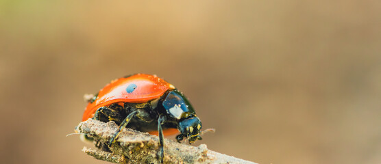 A Ladybug's Journey On A Sun-Kissed Twig