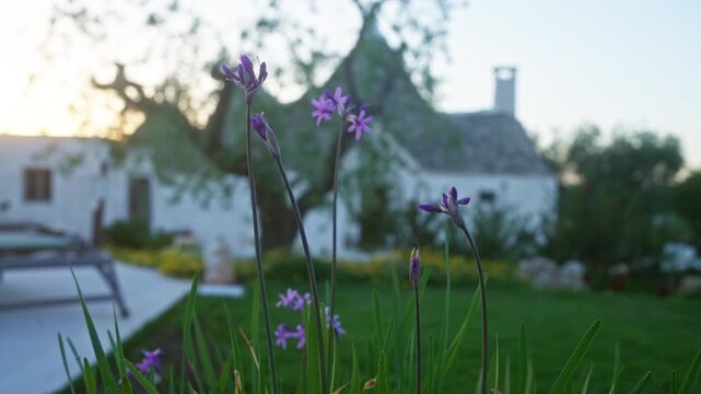 Purple flowers in focus with a traditional trullo house in the background during sunset in alberobello, italy.