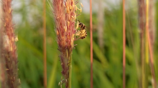 the bees on flower