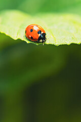 A Tiny Red Ladybug Perched On A Leaf In The Summer Sun