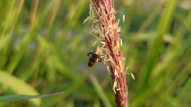 the bees on flower