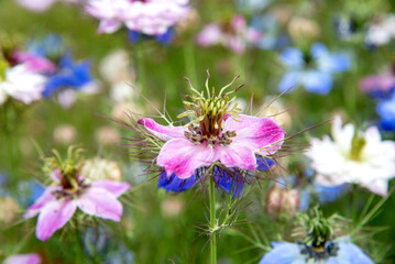 Nigella pink  flowers or Love in a mist plant