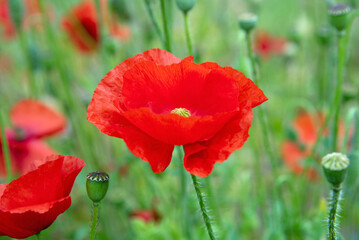 Naklejka premium Red poppy flowers blossom in the garden