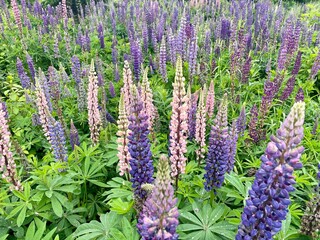 Field of lupin in spring