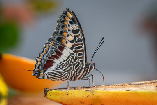 A brown butterfly with folded wings on a banana.