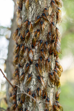 Cicadas on a tree trunk