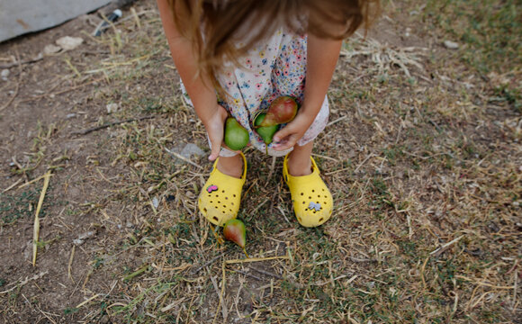 girl collects pears along the hem of her dress