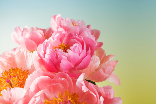 Bright pink flowers