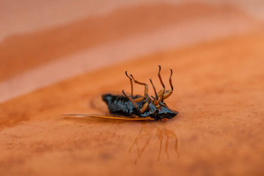 Dead cicada