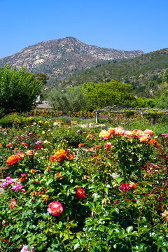 Montecito Rose Garden